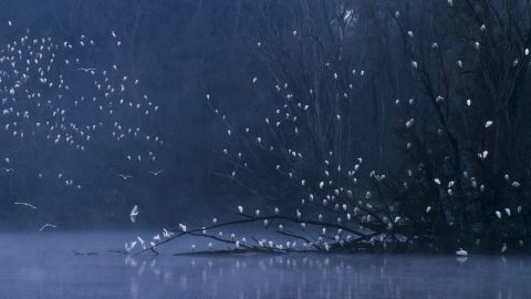 3° posto Davide Biagi Concorso fotografico Animali In Scena